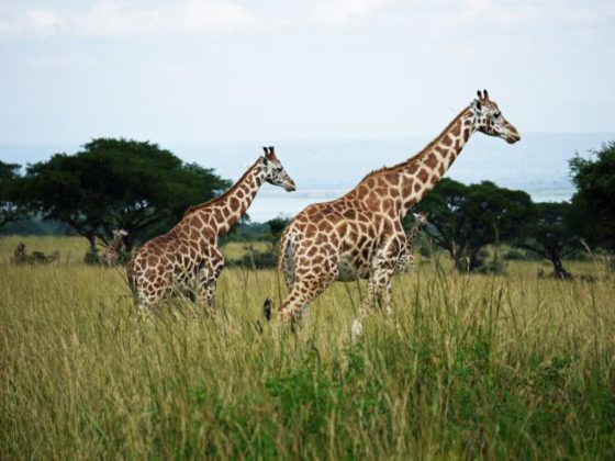 rothschild-giraffes