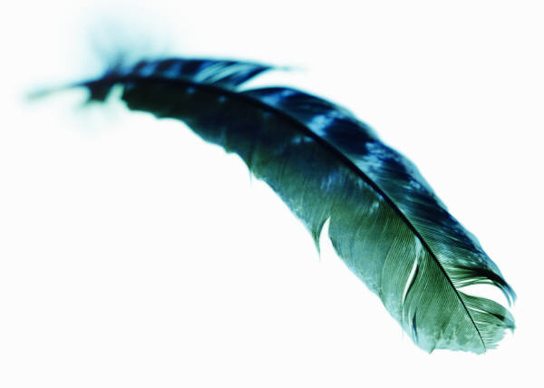 Writing Feather